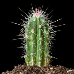 Cactus Still Life #1