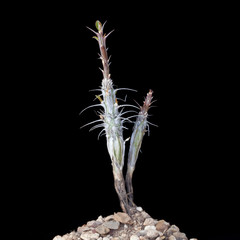 Obraz premium Cactus Still Life #2