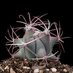 Cactus Still Life #3