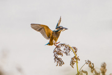 Kingfisher
