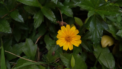 Flower in the garden