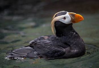 Puffin Portrait