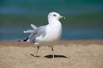 closeup of a seagull (laridae)