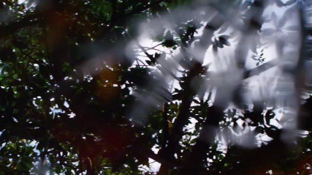 A worms-eye-view of tree's leaves. Shot slowly pans to the left
