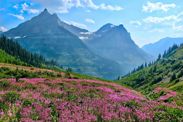 Fototapeta na wymiar Fireweed blooming in mountains. Glacier National Park. Montana. United States.