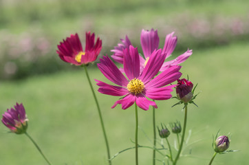 コスモス