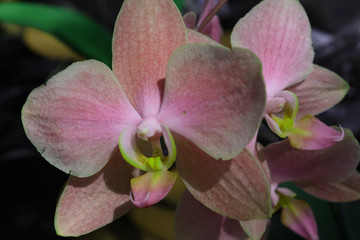 Fototapeta na wymiar Light Pink and Neon Green Orchid Close Up 
