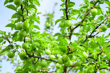 Plum tree