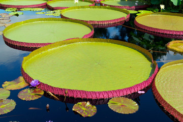 Water lilies in tropical garden
