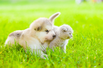 Kitten and puppy walking on green grass