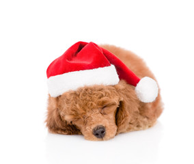 Sleeping poodle puppy in red christmas hat. isolated on white background
