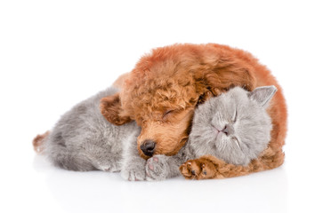 Sleeping puppy hugging a smiling kitten. isolated on white background