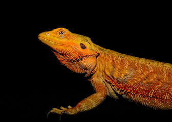 Female Bearded Dragon (Pogona) Close-up with black background