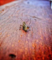 Legless grasshopper