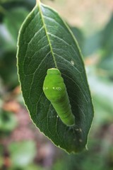 Caterpillar 