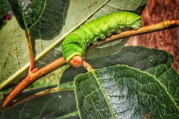 Monarch Caterpillar