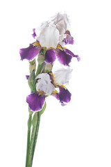 Iris flower white with purple petals