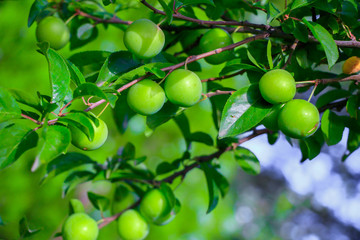 Plum tree