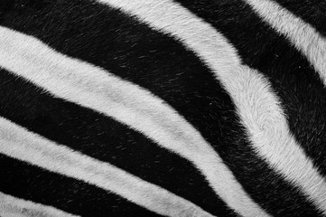 Obraz na płótnie Canvas Background texture shot of close-up zebra stripes