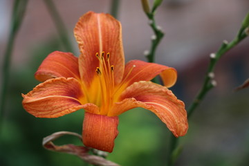 Charming blooming tender lily flower - summer background for advertising and isolating