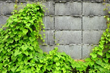 Leaves on Concrete Wall Background.