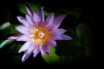 Close-up Yellow Lotus Flower with Reflection on Water Surface in Soft-Focus in The Background. (Selective Focus)