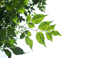 Obraz premium leaf in white background