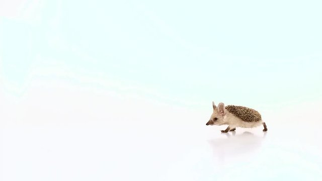 Long-haired hedgehog (Lat. Hemiechinus auritus) on a white background.