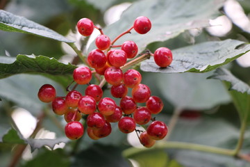 Beautiful clusters of red berries bush plants - rowan and viburnum - for background and design