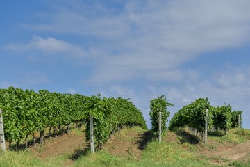 Fototapeta na wymiar Rows of young grape vines. Vine rows are aligned on the slope of a hill against the blue sky with small white clouds. Beautiful vineyard is situated near Murfatlar in Romania.