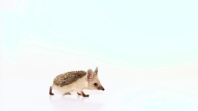 Little long-haired hedgehog (lat. Hemiechinus auritus) moves in the foreground isolated on white background.