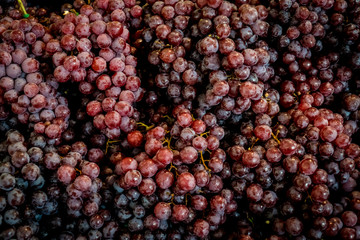 Violet Grapes bunch