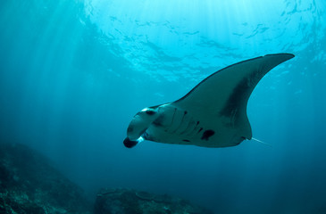 Sliding Manta ray
