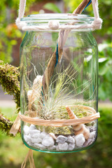 Tillandsia argentea in a jar.