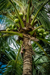 Green Coconut trees