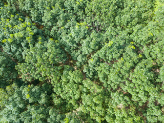 Aerial view shot from drone of rubber plantation
