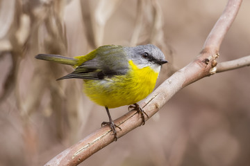 Obraz premium Eastern Yellow Robin (Eopsaltria australis) photographed at Woodlands Historic Park Melbourne Australia
