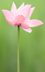  lotus rose, fond vert 