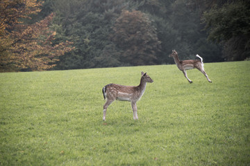 Damwild (Fotobomb) 