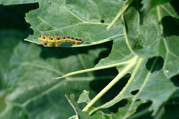 Kohlweißling-Raupe, q.