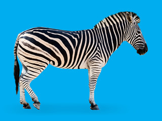 Fototapeta na wymiar Zebra blue background