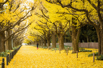 People visit yellow ginkgo trees and yellow ginkgo leaves at Ginkgo avenue.(Icho Namiki)...