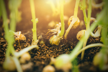 green plant sprout closeup sprout from seed on soil