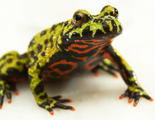 Fire-bellied toad on white.
