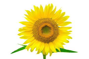Sunflower isolated on white background with clipping path by Macro lens .