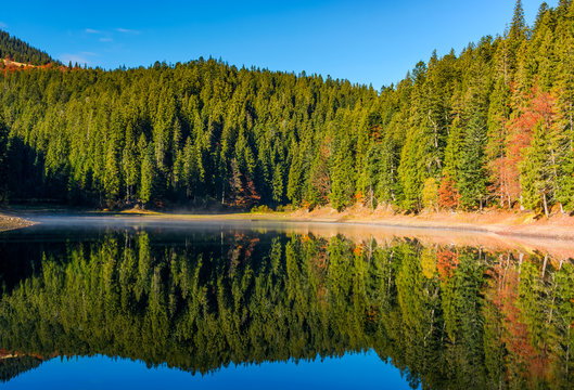 coniferous forest with lake in mountains