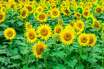 Fototapeta premium Sunflowers field blooming in the garden at sunny summer or spring day in Yamanashi Prefecture, Japan .