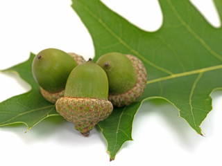 Obraz premium Eicheln, Sumpf-Eiche, Quercus palustris