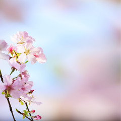realistic sakura cherry branch with blooming flowers with nice background color