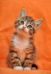 Striped with a white kitten on a red background - 168959069
